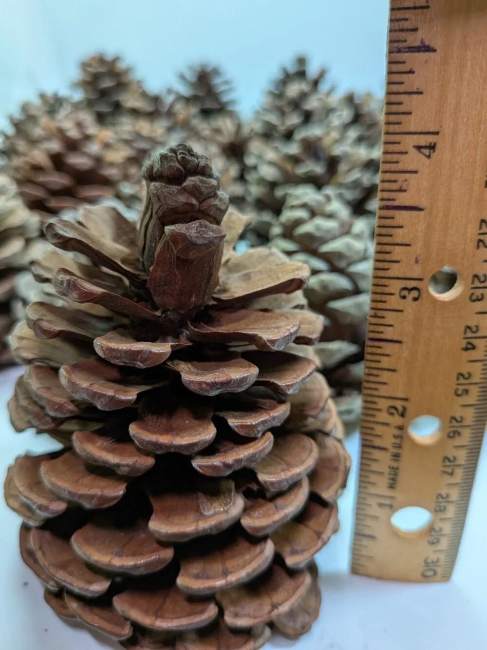 40 Extra Thick Natural Real Pinecones 3